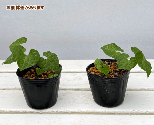 フタバアオイ:白花 3号ポット