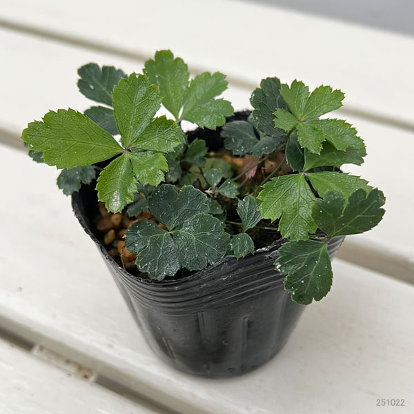 コシジオウレン(越路黄蓮)2.5~3号ポット