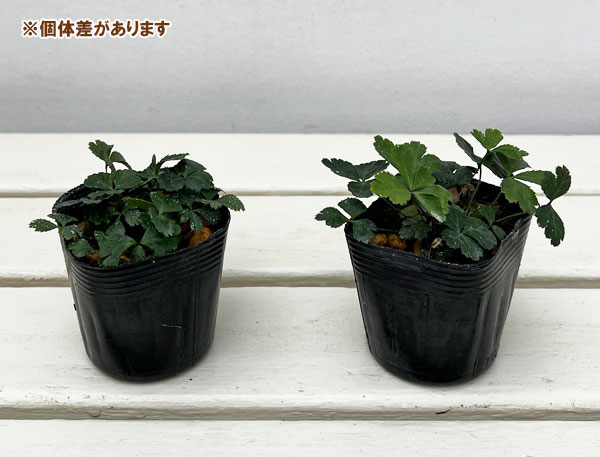 コシジオウレン(越路黄蓮)2.5~3号ポット