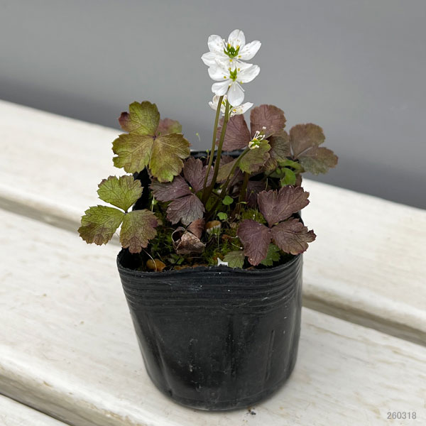 コシジオウレン(越路黄蓮）2.5～3号ポット