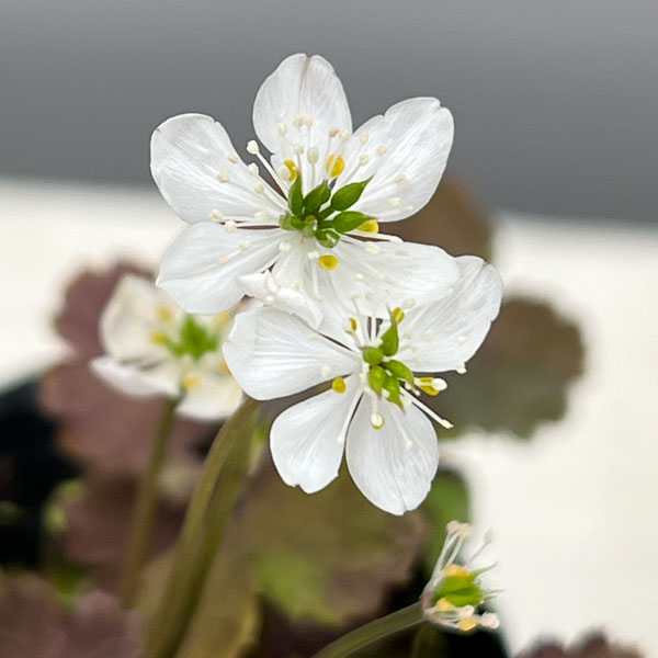 コシジオウレン(越路黄蓮）2.5～3号ポット