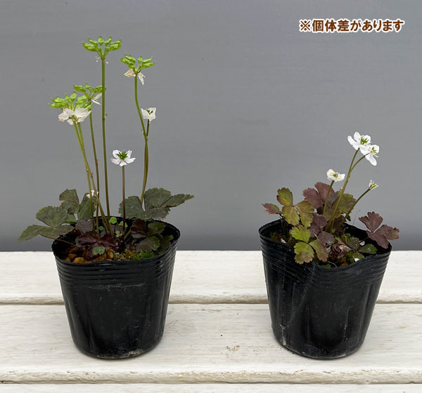 コシジオウレン(越路黄蓮）2.5～3号ポット