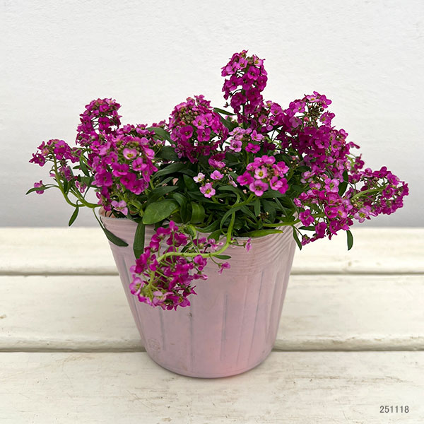 アリッサム：アルールローズ3.5号ポット 6株セット