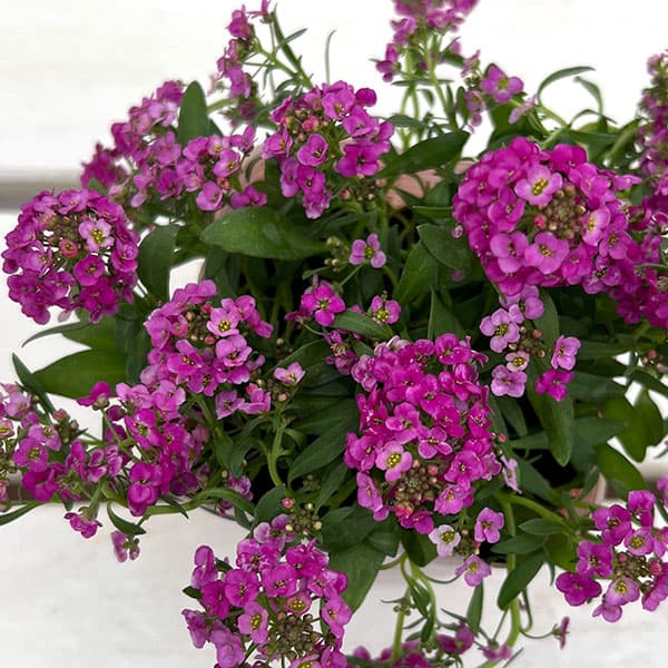 アリッサム：アルールローズ3.5号ポット 6株セット