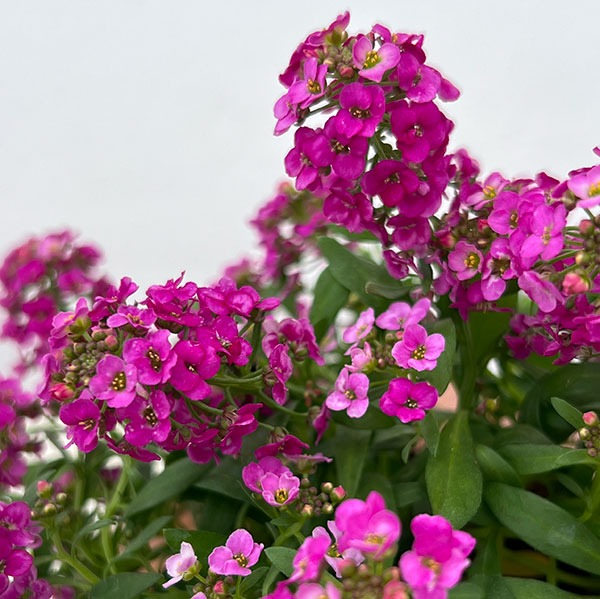 アリッサム：アルールローズ3.5号ポット 6株セット