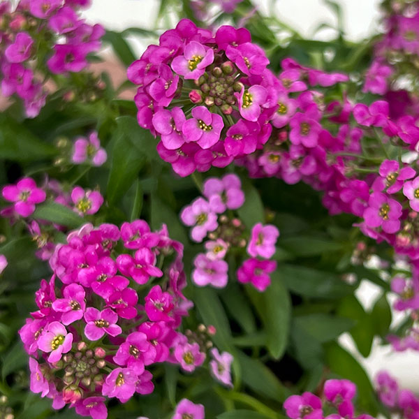 アリッサム：アルールローズ3.5号ポット 6株セット