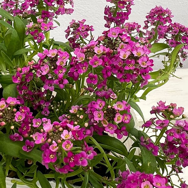 アリッサム：アルールローズ3.5号ポット 6株セット