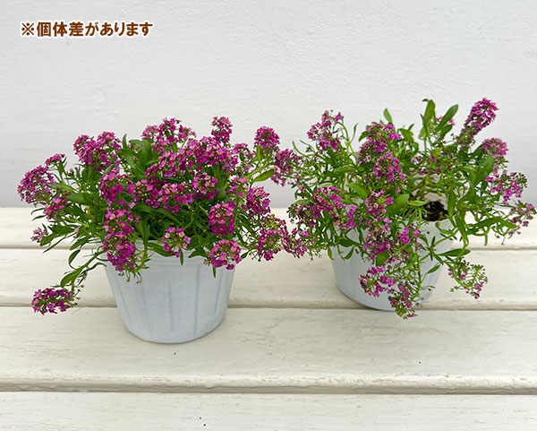 アリッサム：アルールローズ3.5号ポット 6株セット