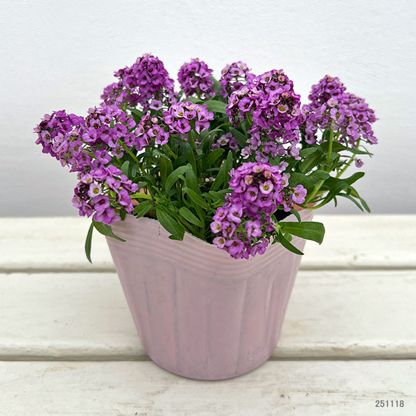 アリッサム：アルールラベンダー3-3.5号ポット