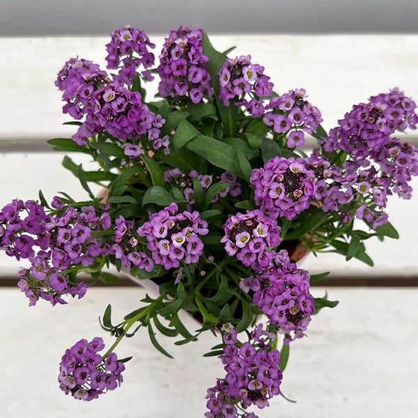 アリッサム：アルールラベンダー3-3.5号ポット