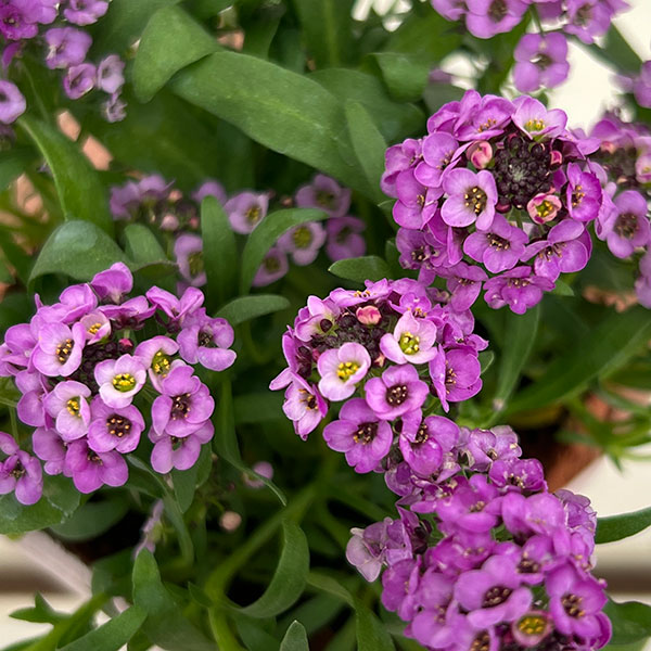 アリッサム：アルールラベンダー3-3.5号ポット