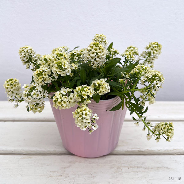 アリッサム:アルールレモン3.5号ポット