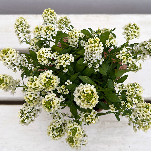 アリッサム:アルールレモン3.5号ポット