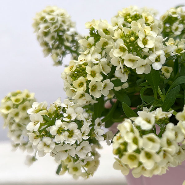 アリッサム:アルールレモン3.5号ポット