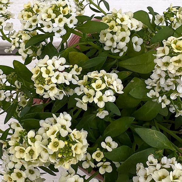 アリッサム:アルールレモン3.5号ポット