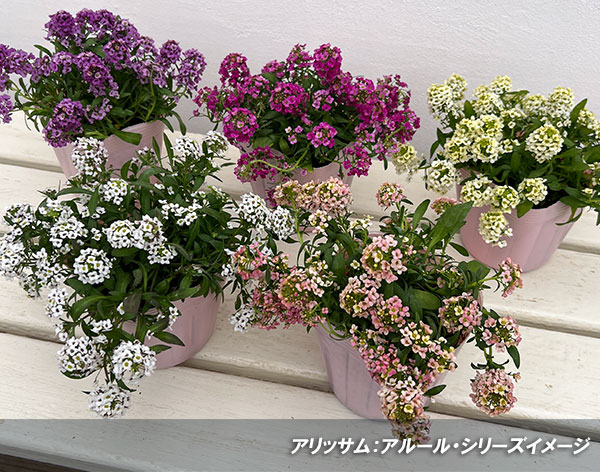 アリッサム：アルールオレンジ系3.5号ポット