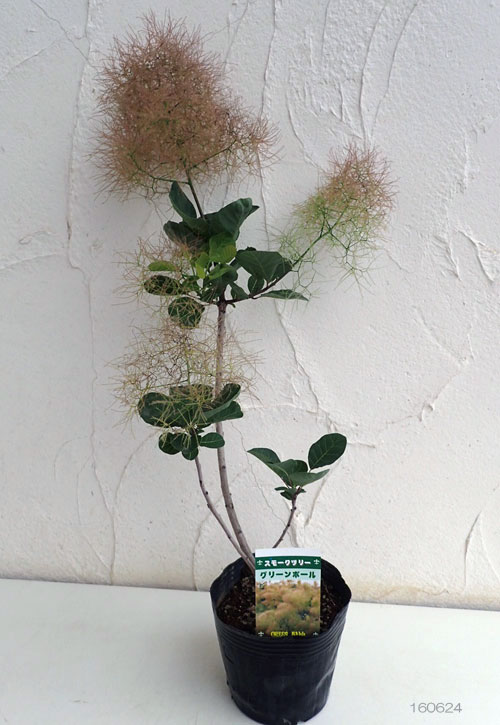 スモークツリー：グリーンボール4.5号ポット