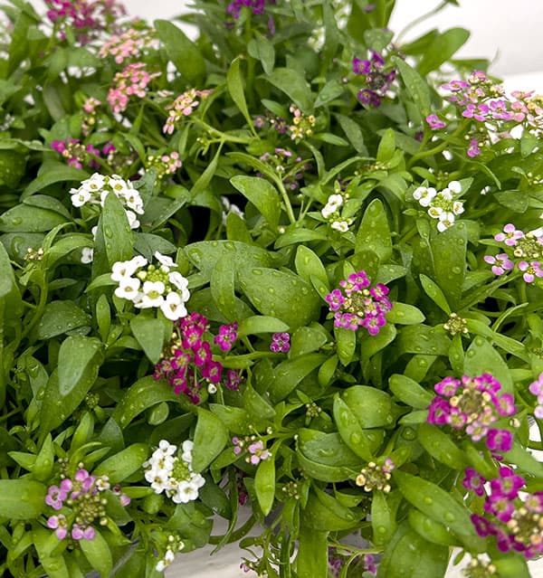 アリッサム：花色ミックスばらまき植え3.5号ポット