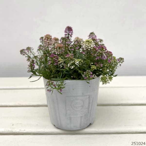 アリッサム：ミックス3.5号3株セット