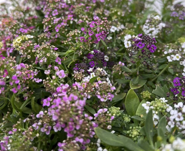 アリッサム：ミックス3.5号3株セット