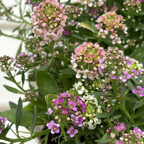 アリッサム：ミックス3.5号3株セット