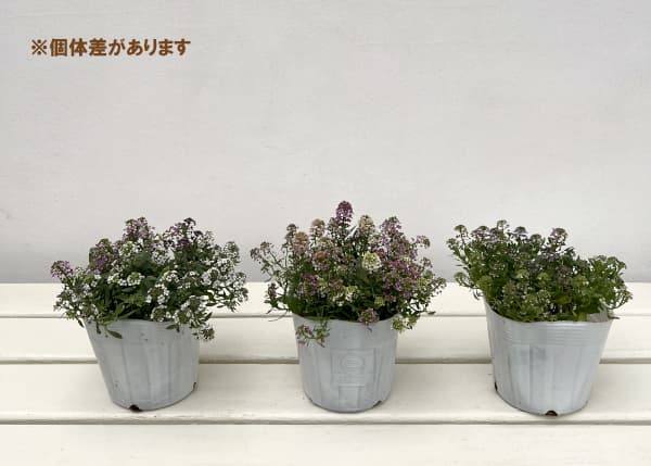 アリッサム：ミックス3.5号3株セット