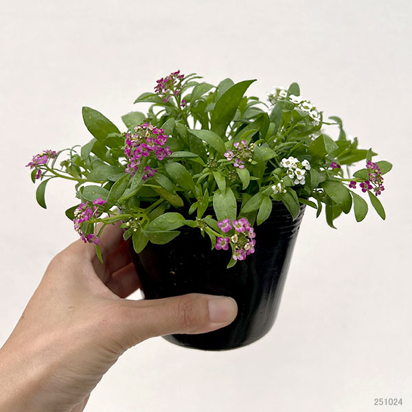 アリッサム：花色ミックスばらまき植え3.5号ポット
