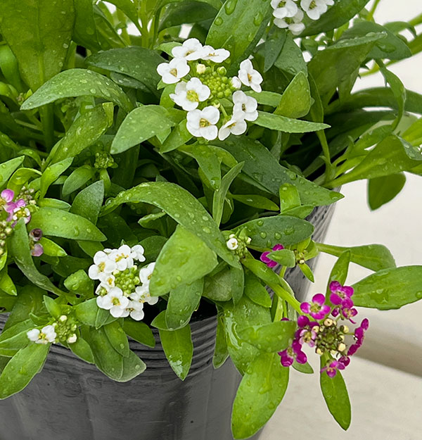アリッサム：花色ミックスばらまき植え3.5号ポット