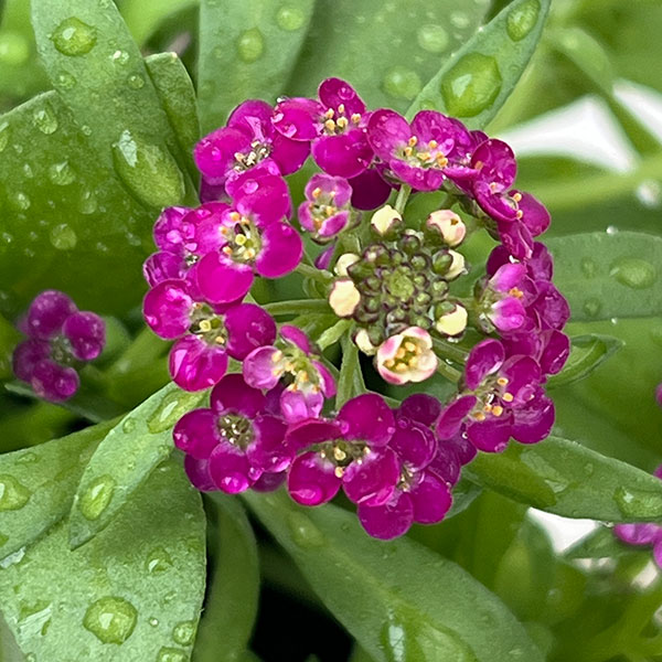 アリッサム：花色ミックスばらまき植え3.5号ポット