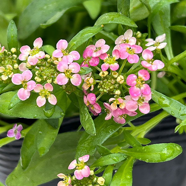 アリッサム：花色ミックスばらまき植え3.5号ポット