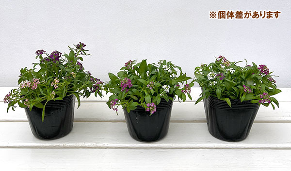 アリッサム：花色ミックスばらまき植え3.5号ポット