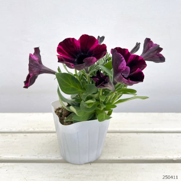 ペチュニア：ジョニーフレーム3.5号ポット