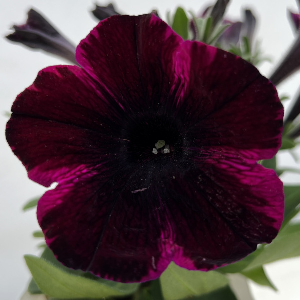 ペチュニア：ジョニーフレーム3.5号ポット