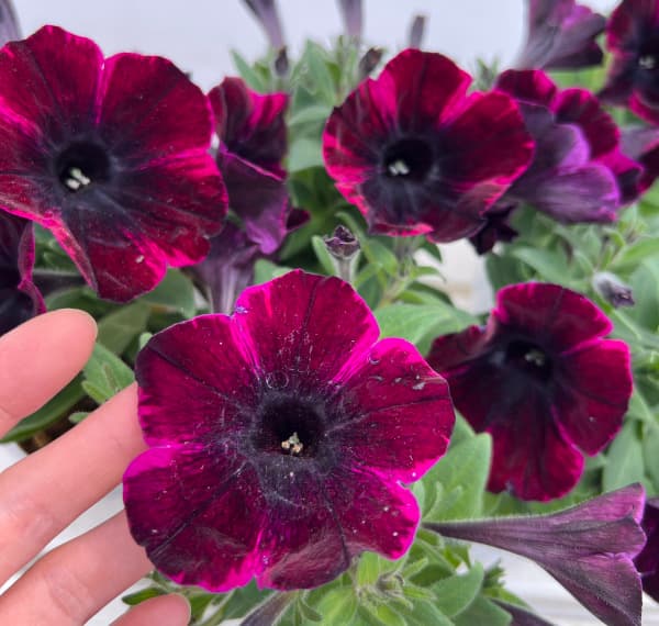 ペチュニア：ジョニーフレーム3.5号ポット