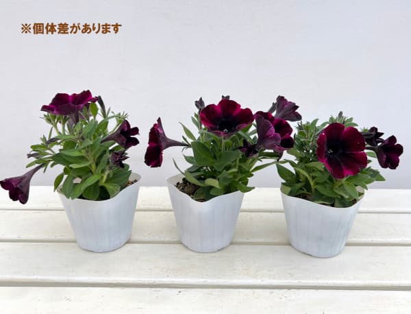 ペチュニア：ジョニーフレーム3.5号ポット