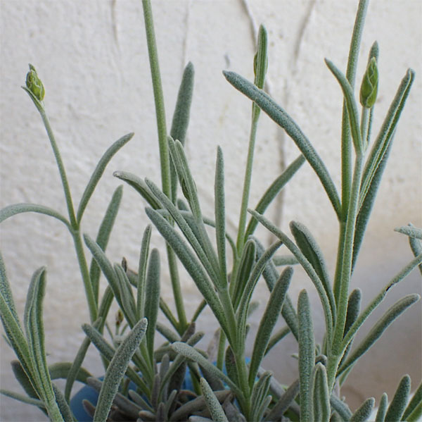 ラベンダー:シルバーサンド3号ポット 6株セット