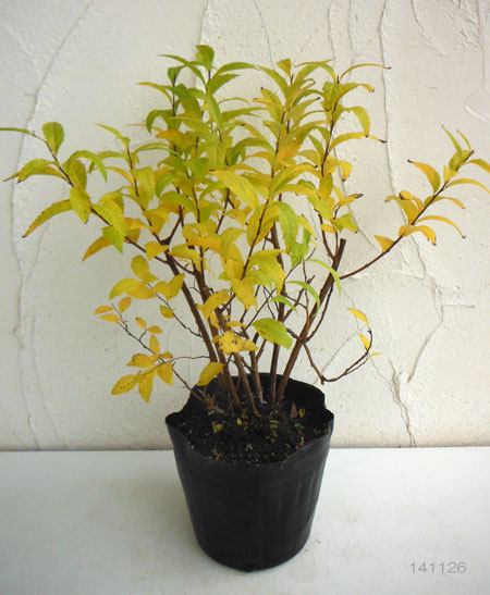 シモツケ：白花シモツケ4号ポット