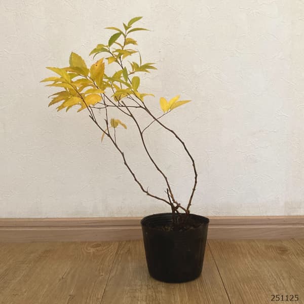 シモツケ:白花シモツケ4号ポット