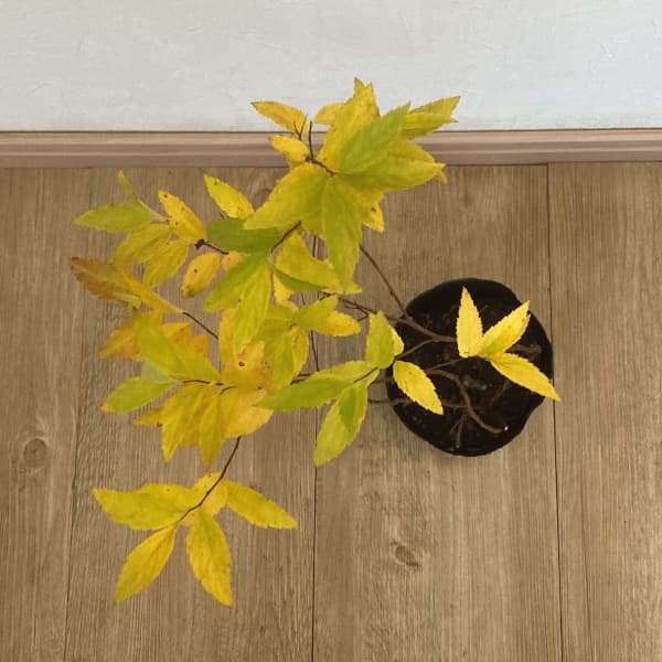 シモツケ:白花シモツケ4号ポット