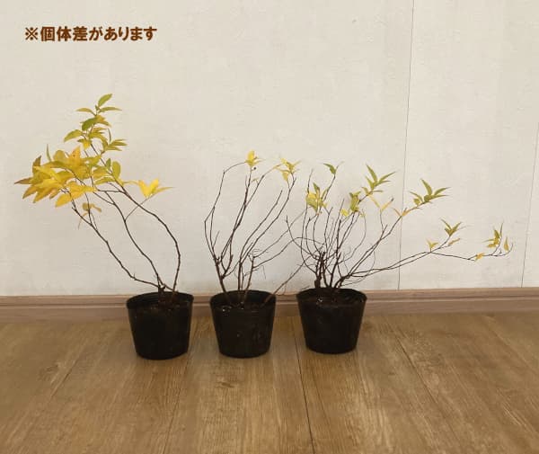 シモツケ:白花シモツケ4号ポット