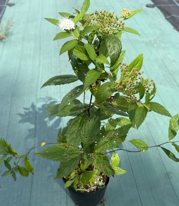 シモツケ:白花シモツケ4号ポット