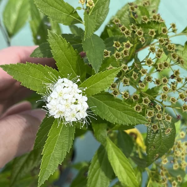 シモツケ:白花シモツケ4号ポット