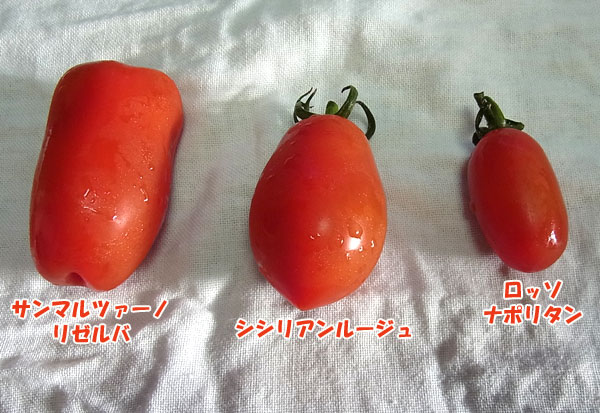 [26年4月下旬予約]マウロの地中海トマト：美肌トマト3種セット3号ポット