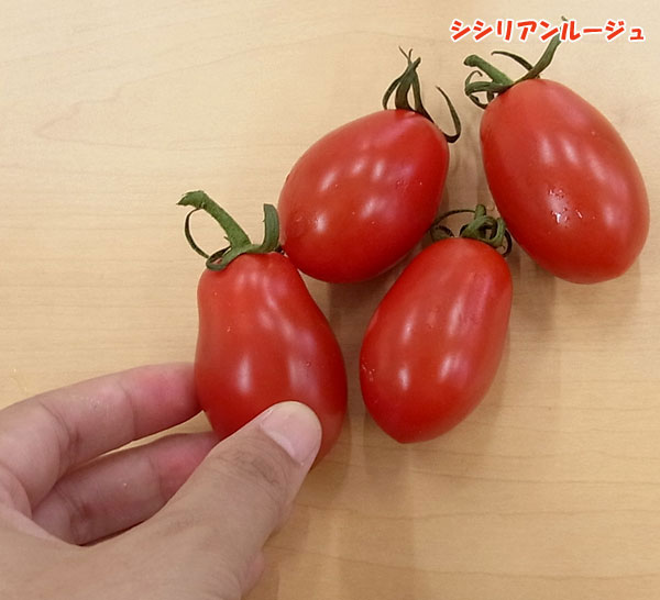 [26年4月下旬予約]マウロの地中海トマト：美肌トマト3種セット3号ポット