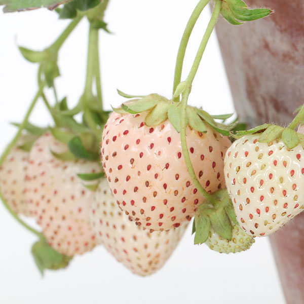 いちごページ いちご 国内2月18日/25日発売予定】アディダス オリジナルス ZX 8000