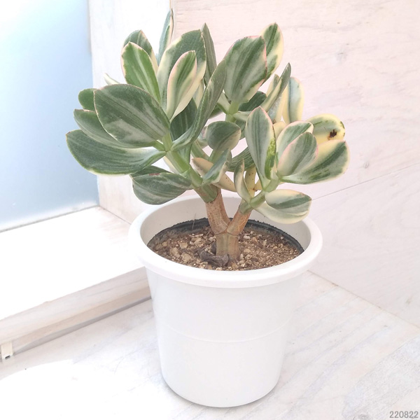 カゲツ（花月）：花月錦 　4号鉢入り