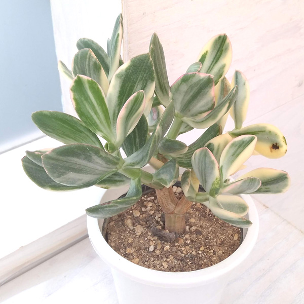 カゲツ（花月）：花月錦 　4号鉢入り