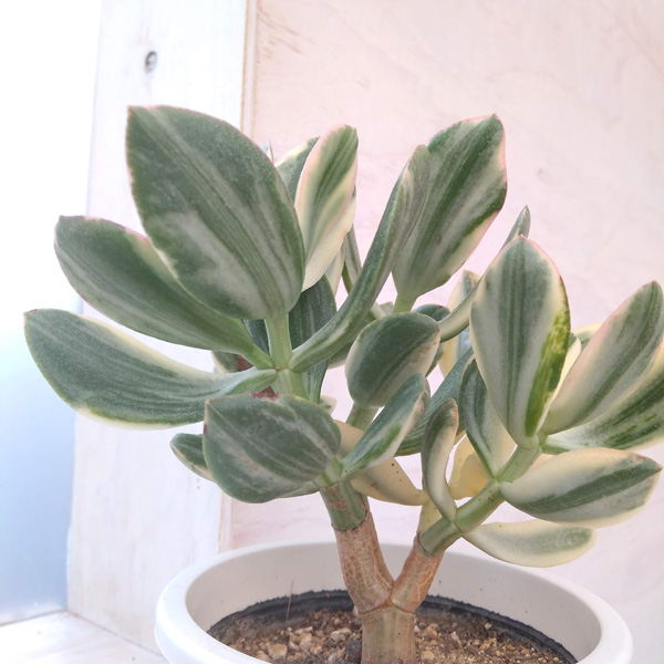 カゲツ（花月）：花月錦 　4号鉢入り