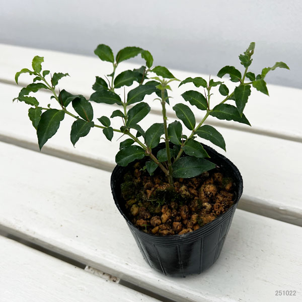 アリドウシ（一両）2.5～3号ポット