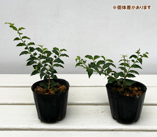 アリドウシ（一両）2.5～3号ポット